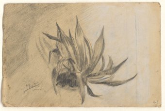 Untitled (Agave)
