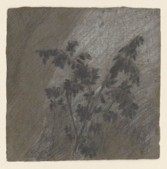 Untitled (Study of branch with leaves)