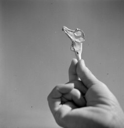 Joaquim Gomis. Joan Miró mostrant a ple sol una forma òssia
