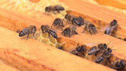 <p>Beehave</p>
