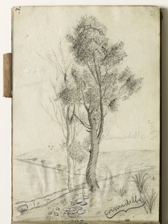 Cornudella. Trees