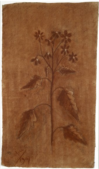 Untitled (Flower branch)