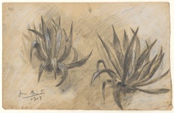Untitled (Agaves)
