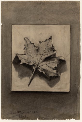 Untitled (Plane tree leaf)