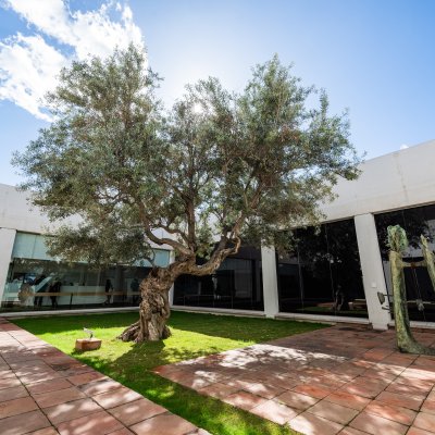 La casa de l’arbre del futur