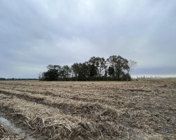 Houmas Plantation Cemetery. Fotografía de Imani Jacqueline Brown.