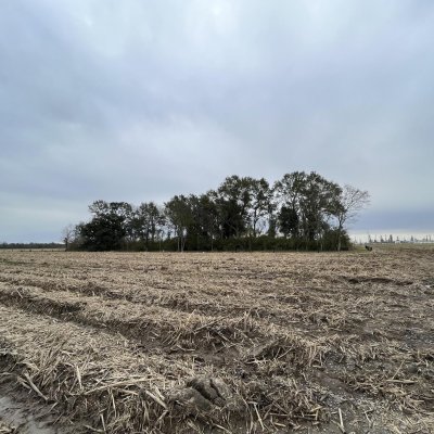 Illes de bosc de la nostra diàspora ecològica: Imani Jaqueline Brown i Paulo Tavares