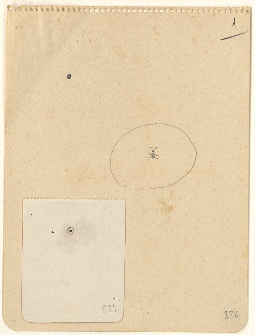 Dibuixos preparatoris de Construcció, Joan Miró, 1930. Fundació Joan Miró, Barcelona. Successió Miró, 2023.
